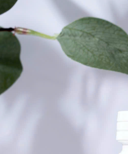 THUỐC TEST 01